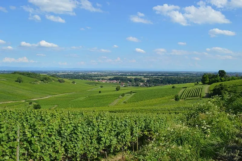 Vineyards along the Alsace wine road