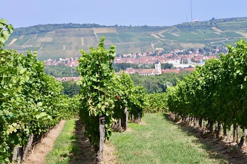 Vineyards on the Route des Vins d'Alsace