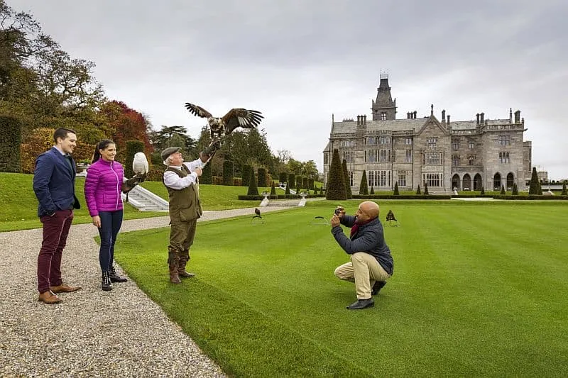 A falconry demonstration at Adare Manor