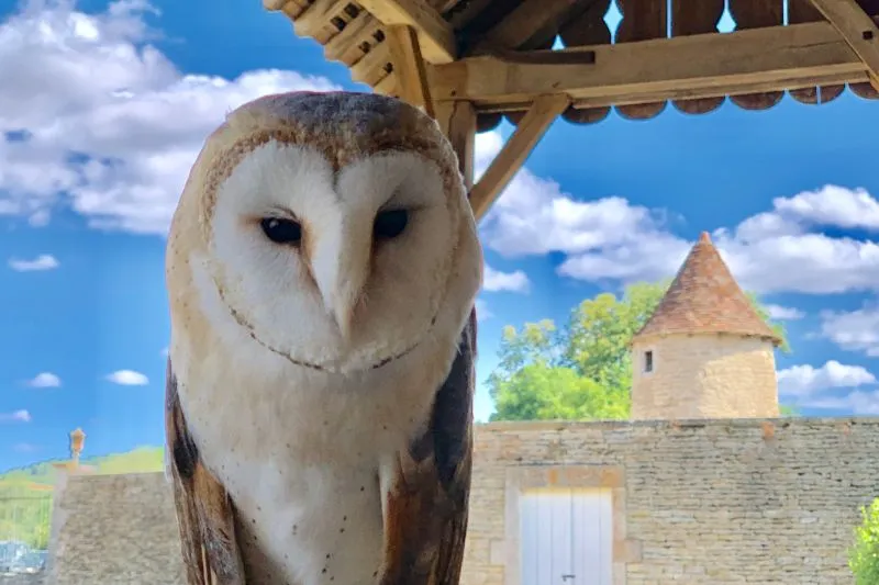 Falconry-at-the-Chateau-de-Commarin