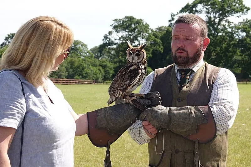 A falcon on the glove during a birds of prey demonstration in Ireland