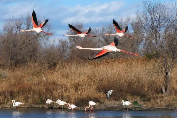 Flamingos-on-the-Bagnas-Nature-Reserve-600x400