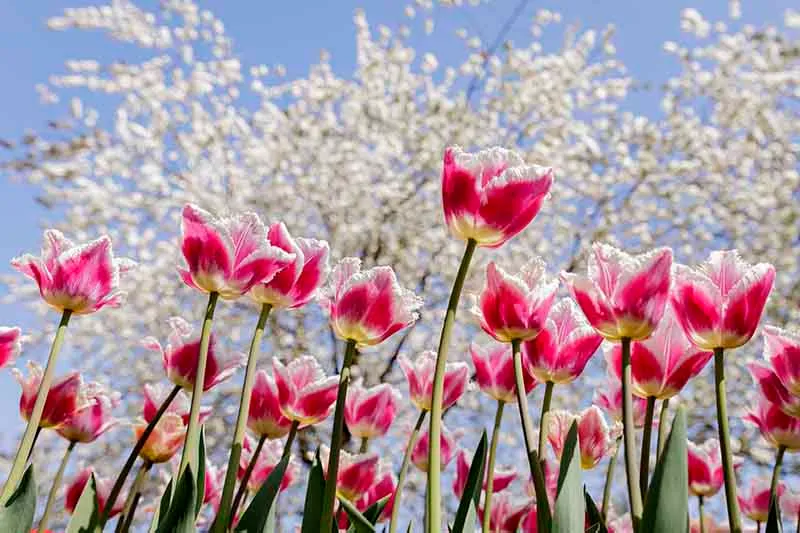 Tulips in bloom at the Keukenhof gardens
