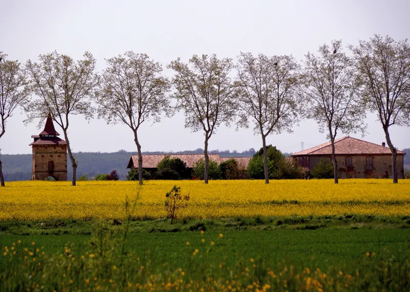 Rosa-Sunflowers