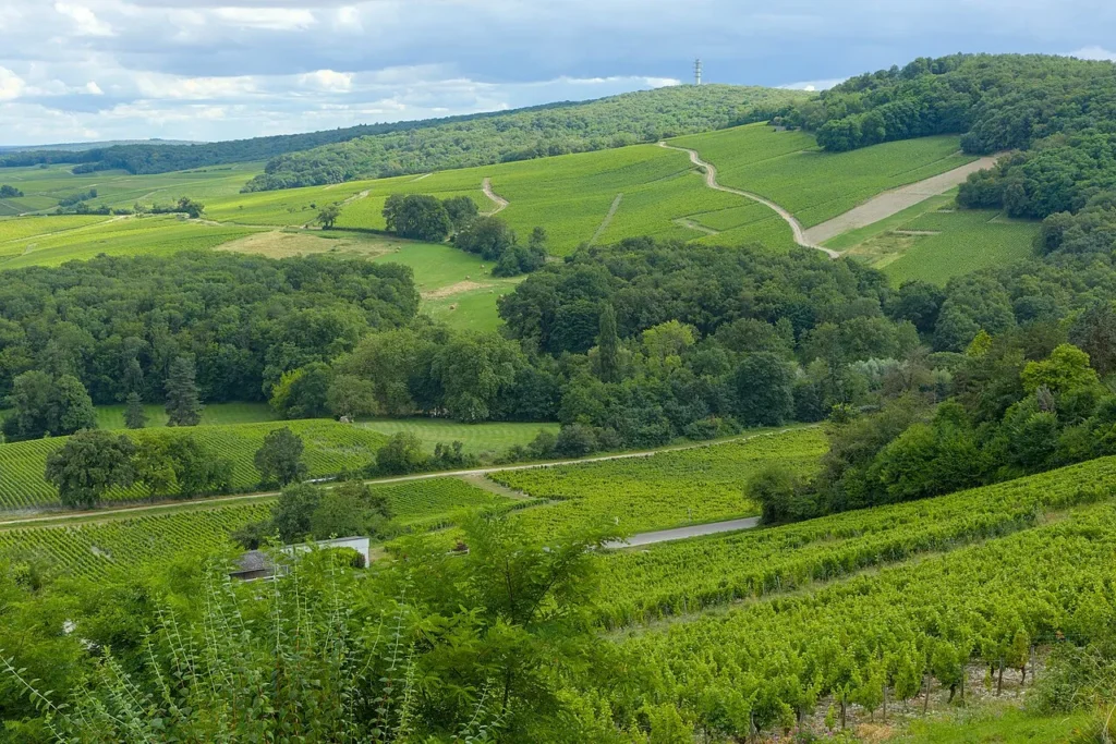 Sancerre View on vineyards