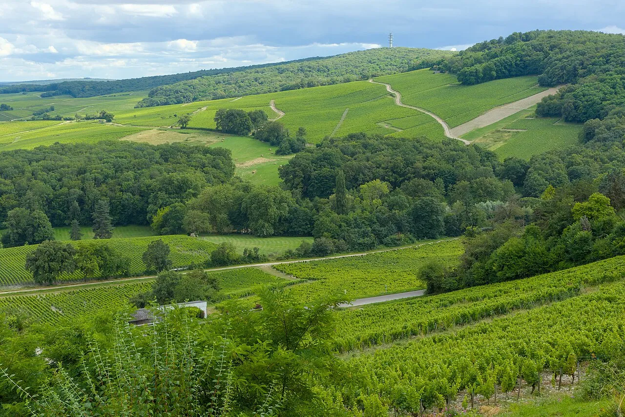 Sancerre View on vineyards