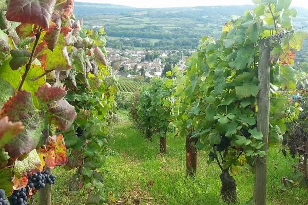 Au-dessus_de_Santenay-600x400
