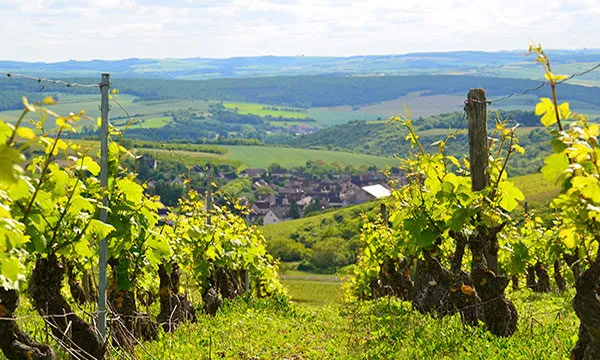 lvr-vineyards-600x360